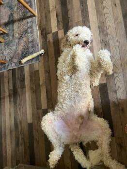 Doodle -  Poodle Dog for Adoption in Denver, Colorado - Doodle | PetCurious