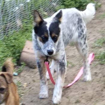 Cattle Dog Dogs Available for Adoption in Blue Springs, Missouri - Clara | PetCurious