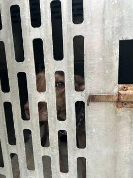 Gelato -  Mixed Breed Dog for Adoption in Mobile, Alabama - Gelato | PetCurious