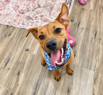 Jack Jack Sweet Boy Supreme -  Pit Bull Terrier Dog for Adoption in Friendswood, Texas - Jack Jack Sweet Boy Supreme | PetCurious