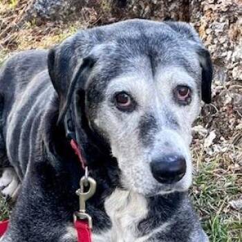Black Labrador Retriever Dogs Available for Adoption - Allie | PetCurious