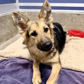 Dominica -  German Shepherd Dog and Mixed Breed Dog for Adoption in Los Angeles, California - Dominica | PetCurious