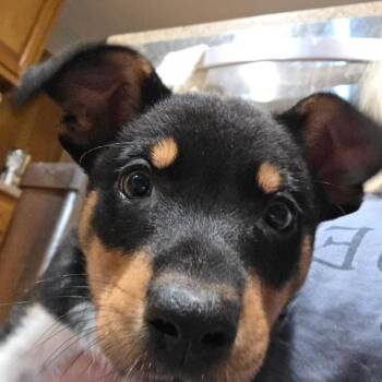 Bohdi -  Australian Cattle Dog Blue Heeler and Australian Shepherd Dog for Adoption in Lenexa, Kansas - Bohdi | PetCurious