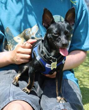 Nani -  Chihuahua Dog for Adoption in Harrison, New York - Nani | PetCurious