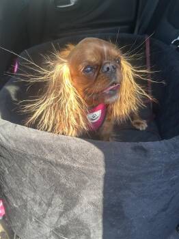 English Toy Spaniel Dogs Available for Adoption in Germantown, Ohio - Samantha | PetCurious