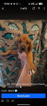 Redbone Coonhound Dogs Available for Adoption in Pemberton Township, New Jersey - CLAY  | PetCurious