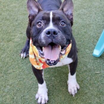 Rescue Terrier and Mixed Breed Dogs for Adoption in Largo, Florida - Polo | PetCurious