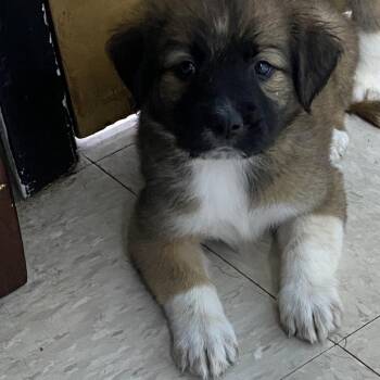 Dixie -  Great Pyrenees and Anatolian Shepherd Dog for Adoption in Franklin, North Carolina - Dixie | PetCurious