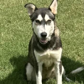 Sizzy -  Husky Dog for Adoption in Hagerstown, Maryland - Sizzy | PetCurious