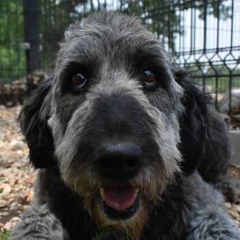 Rescue Goldendoodle Dogs for Adoption in Auburn, Nebraska - Gidget | PetCurious