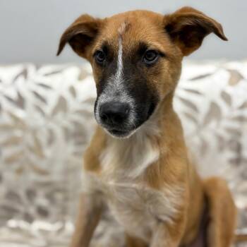 Shepherd and Australian Cattle Dog Blue Heeler Dogs Available for Adoption in Monticello, Iowa - Howie | PetCurious