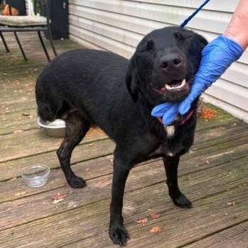 Livvy -  Labrador Retriever and Shepherd Dog for Adoption in Glocester, Rhode Island - Livvy | PetCurious