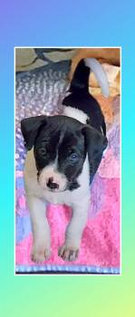 Beagle and Labrador Retriever Dogs Available for Adoption in Lake Geneva, Wisconsin - Mickey  | PetCurious