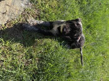 Oreo -  Labradoodle Dog for Adoption in Semmes, Alabama - Oreo | PetCurious