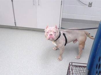 American Bulldog and Mixed Breed Dogs Available for Adoption - PORK CHOP | PetCurious