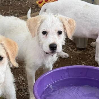 Jackpot -  Terrier and Mixed Breed Dog for Adoption in San Diego, California - Jackpot | PetCurious