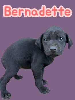 Terrier Dogs Available for Adoption - Bernadette | PetCurious