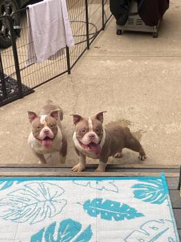 Mischief -  American Staffordshire Terrier Dog for Adoption in Merrillville, Indiana - Mischief | PetCurious