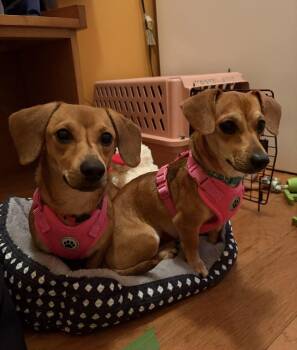 Rescue Dachshund Dogs for Adoption in Coatesville, Pennsylvania - Daisy & Lulu | PetCurious
