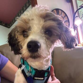 Sticker -  Poodle and Beagle Dog for Adoption in Redmond, Washington - Sticker | PetCurious