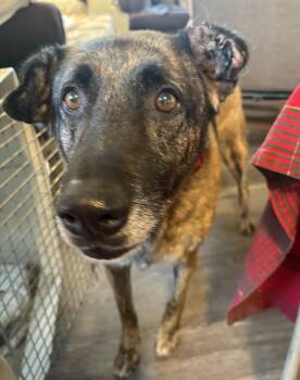 Sarah -  Dutch Shepherd and German Shepherd Dog Dog for Adoption in Incline Village, Nevada - Sarah | PetCurious