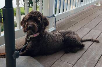 Ella -  Labradoodle Dog for Adoption in Bowie, Maryland - Ella | PetCurious