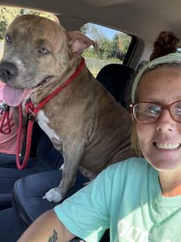 Penny -  Pit Bull Terrier Dog for Adoption in Senatobia, Mississippi - Penny | PetCurious