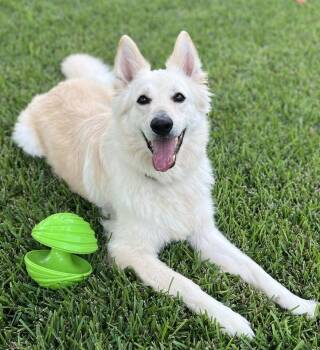 Rescue White German Shepherd Dogs for Adoption in Georgetown, Texas - Beau | PetCurious