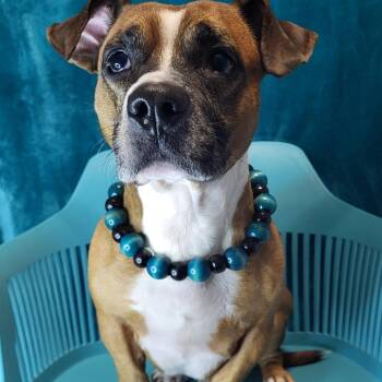 Oggy -  Mixed Breed Dog for Adoption in Winston-salem, North Carolina - Oggy | PetCurious