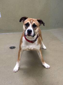 Doc -  Pit Bull Terrier Dog for Adoption in Napa, California - Doc | PetCurious