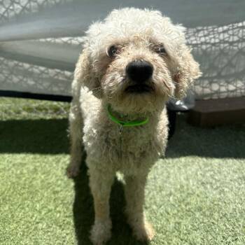 Ted -  Poodle Dog for Adoption in San Diego, California - Ted | PetCurious