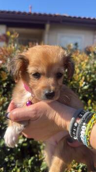 Maltipoo and Spaniel Dogs Available for Adoption - Bingo | PetCurious