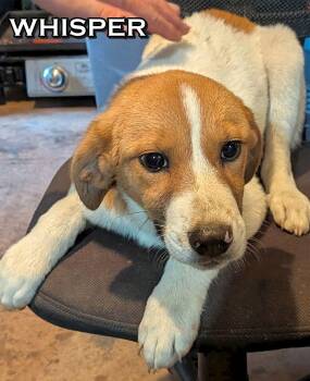 Rescue Great Pyrenees and Australian Cattle Dog Blue Heeler Dogs for Adoption in Melbourne, Arkansas - WHISPER | PetCurious