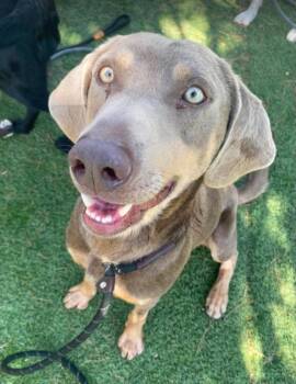 Barney -  Weimaraner Dog for Adoption in Sedalia, Colorado - Barney | PetCurious