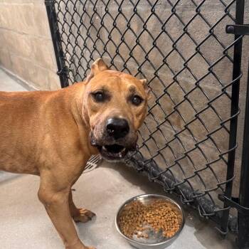 Calli -  Rhodesian Ridgeback and Mixed Breed Dog for Adoption in Tampa, Florida - Calli | PetCurious