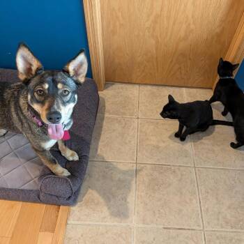 Mixed Breed Dogs Available for Adoption - Jenna | PetCurious