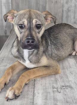 Zuzu -  Terrier and Mixed Breed Dog Available for Adoption in Shreveport, Louisiana - Zuzu | PetCurious