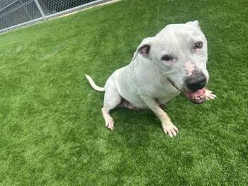 American Bulldog and Mixed Breed Dogs Available for Adoption in Grand Prairie, Texas - RUFFLES | PetCurious