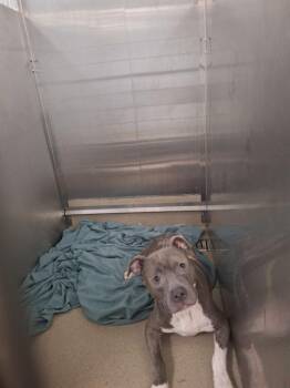 MARLEN -  American Staffordshire Terrier Dog for Adoption in Fort Lauderdale, Florida - MARLEN | PetCurious