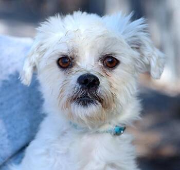 Gus (AO37836) -  Miniature Poodle Dog for Adoption in Kansas City, Kansas - Gus (AO37836) | PetCurious