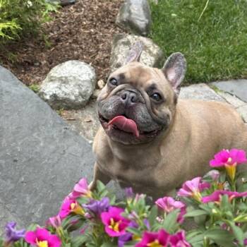 Maisie -  French Bulldog Dog for Adoption in Stamford, Connecticut - Maisie | PetCurious