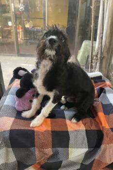 Rescue Poodle and Terrier Dogs for Adoption in Fort Worth, Texas - Jay Jay | PetCurious