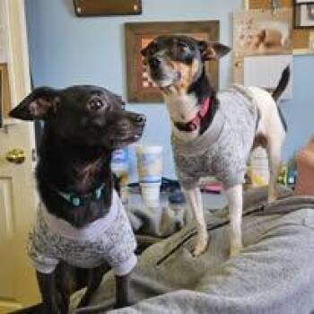 Chihuahua and Terrier Dogs Available for Adoption - Chicklet | PetCurious