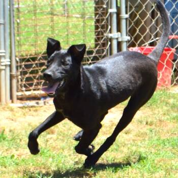 INKO -  Black Labrador Retriever Dog for Adoption in Athens, Alabama - INKO | PetCurious