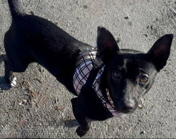 Rescue Chihuahua and Terrier Dogs for Adoption in San Francisco, California - Joey | PetCurious