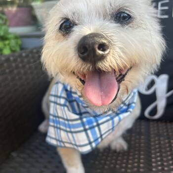 Finn -  Shih Tzu Dog for Adoption in Olympia, Washington - Finn | PetCurious