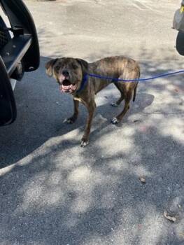 Rescue Boxer and Mixed Breed Dogs for Adoption in Doral, Florida - NICOLLE | PetCurious
