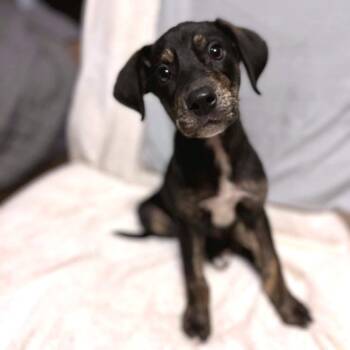 Jocko -  Plott Hound Dog for Adoption in Nashville, Tennessee - Jocko | PetCurious