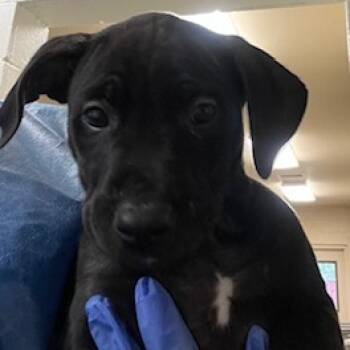 Rescue Black Labrador Retriever and Mixed Breed Dogs for Adoption in Buellton, California - Luigi | PetCurious
