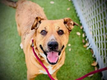 Labrador Retriever and German Shepherd Dog Dogs Available for Adoption - MJ | PetCurious